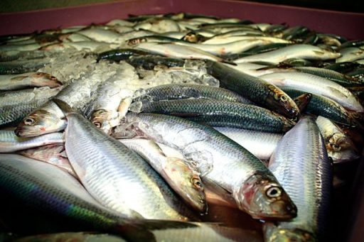 Hádegiserindi Hafró í Sagnheimum