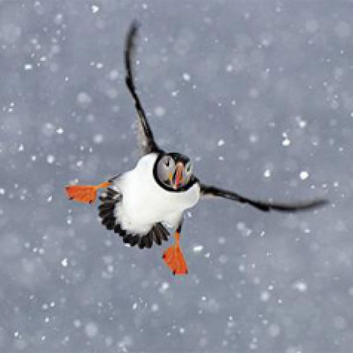 Sagnheimar – sumardaginn fyrsta