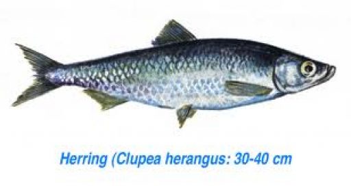 Ljósmyndasýning Síldarminjasafns Íslands í Sagnheimum, byggðasafni