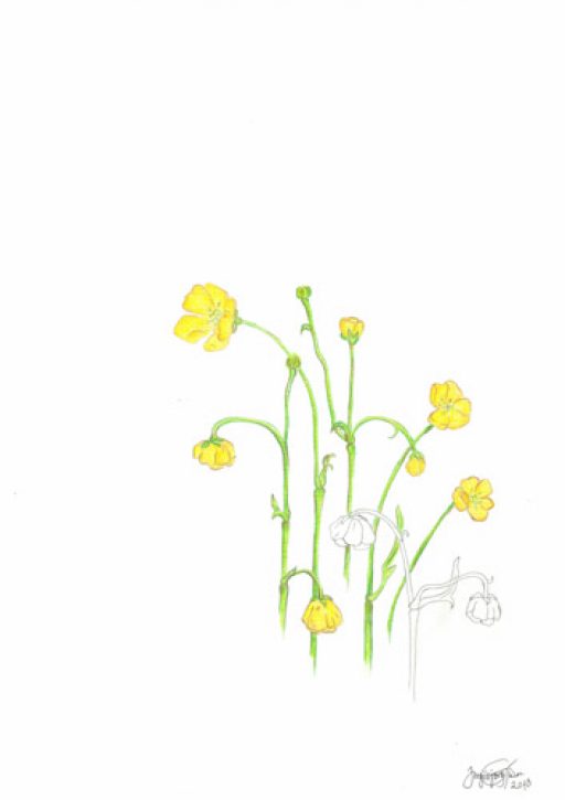 Sumardagurinn fyrsti – 21. apríl 2016 – Safnahús Vestmannaeyja