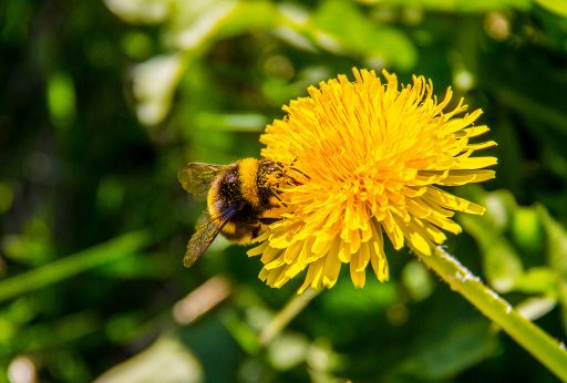 Sumardagurinn fyrsti – 19. apríl 2018