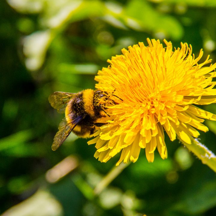 Sumardagurinn fyrsti – 19. apríl 2018