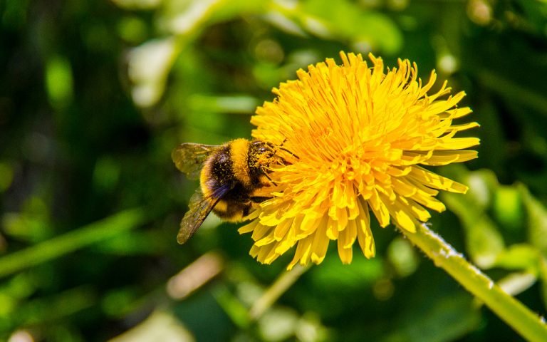 Sumardagurinn fyrsti – 19. apríl 2018