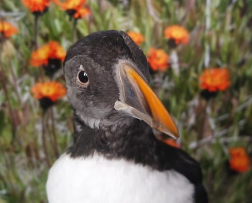 Sumardagurinn fyrsti – fimmtudagurinn 25. apríl