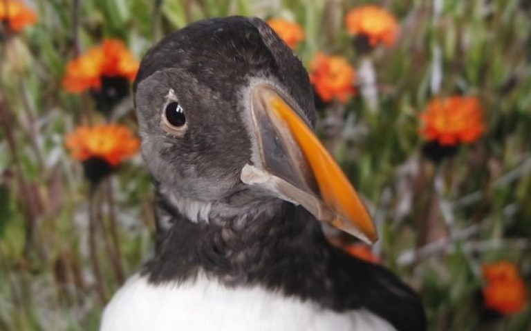 Sumardagurinn fyrsti – fimmtudagurinn 25. apríl